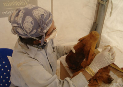 Gallery of Bird Mummies under the tomb -399