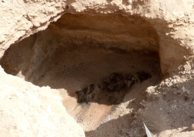 La capilla fue descubierta durante la campaña arqueológica de 2009, en la falda de la colina de Dra Abu el-Naga, a una altura que corresponde con el tercer nivel o piso justo por encima de la tumba-capilla de Hery (TT 11; ubicada a los pies de la colina, en el primer nivel). Accedimos a su interior a través de un gran agujero en el techo que se formó tras ceder el dintel de la entrada. Todavía no está del todo clara la planta completa de la capilla, pues ésta fue posteriormente reutilizada y su estructura alterada en el siglo II a. C., y queda todavía por excavar una sala contigua que está llena casi hasta el techo de tierra y derrubio de la colina. La sala que sí hemos excavado y que ahora está visible tiene unas dimensiones de 2,00 x 2,40 m y una altura de 1,60 m aproximádamente. Las paredes conservan la decoración pintada de la mitad inferior, desde el suelo hasta una altura de unos 0,80 m. Gracias a la inscripción que acompaña a una escena de manipulación de telares y elaboración de telas, sabemos que la capilla perteneció a un “supervisor de tejedores” llamado Ramose, que debió vivir probablemente bajo el reinado de Ramsés II, ca. 1200 a. C. Limpieza y consolidación de las pinturas de la capilla ramésida Limpieza y consolidación de las pinturas de la capilla ramésida Limpieza y consolidación de las pinturas de la capilla ramésida Mientras que a los pies de la colina la buena calidad de la roca caliza permitió a Hery tallar en relieve la decoración de las paredes interiores de su monumento funerario, a la altura del tercer nivel la roca es poco compacta y está totalmente meteorizada, lo que imposibilita la decoración en relieve y obliga a que ésta sea pintada. La pintura está realizada sobre una capa gruesa de preparación, compuesta por dos estratos. El primer estrato, el que contacta con la roca, es grueso, tosco y oscuro, de entre 3 y 4 cm de espesor, y está compuesto básicamente por barro y abundantes fibras vegetales (paja). Su utilidad es dar consistencia a la roca tallada y uniformar la superficie. El segundo estrato, de 1 cm. de espesor aproximadamente, es fino, cuidado y más claro, compuesto posiblemente de yeso, y destinado a recibir la policromía. Limpieza y consolidación de las pinturas de la capilla ramésida Limpieza y consolidación de las pinturas de la capilla ramésida Limpieza y consolidación de las pinturas de la capilla ramésida El paulatino desgaste y desmoronamiento de la roca poco compacta y meteorizada provoca que la capa de preparación pierda su soporte y tienda a caer y a acumularse, junto con polvo, tierras, y fragmentos de la propia roca, en el espacio que se ha ido abriendo entre la capa de preparación y la roca, haciendo de cuña, ensanchando más el espacio y aumentando los riesgos de caída. En la campaña del 2013 se ha acometido la conservación de las pinturas, que ha consistido en la limpieza, consolidación estructural del soporte y la consolidación superficial de las policromías. Lo primero que se hizo fue arriostrar las pinturas con el fin de trabajar con seguridad y evitar posibles desplomes durante los trabajos de consolidación y relleno. Se colocó un puntal telescópico de un lado a otro de la pared principal, y se encajaron tacos de espuma de polietileno con la presión justa para no forzar la pintura hacia el muro. Una vez realizada esta sujeción preventiva, se procedió a succionar con una aspiradora el material acumulado en el hueco existente entre la pintura y la roca. Tanto la roca como el soporte se consolidaron con Primal AC-33 al 20% aplicándolo en manos sucesivas hasta la saturación. Para consolidar las zonas inaccesibles desde la parte superior, se aprovecharon los múltiples agujeros del frente, carentes de policromía, en los que se practicaron pequeños taladros de no más de un centímetro de diámetro, y a través de ellos se realizaron inyecciones con el mismo consolidante. Una vez secas las superficies consolidadas, el vacio resultante se rellenó con mortero sintético “parrot”, mortero ligero y con gran poder adhesivo. Se rellenó con este mortero hasta unos 4-5 cm. del borde superior, completando el espacio hasta el borde con mortero de cal hidráulica, arena y pigmento para integrarlo visualmente con el conjunto. Este mismo tipo y tono de mortero fue empleado en todas las lagunas de la parte frontal del las pinturas. Limpieza y consolidación de las pinturas de la capilla ramésida Limpieza y consolidación de las pinturas de la capilla ramésida Limpieza y consolidación de las pinturas de la capilla ramésida La capa de barro y tierras duras, de poco grosor, se eliminó reblandeciéndola con agua-alcohol y la ayuda mecánica de bisturí. Algunas zonas estaban ennegrecidas por calcinación debido a la acción de altas temperaturas, como consecuencia de haber realizado hogueras en el siglo II a. C. para quemar allí momias de ibis y halcones (en 2009 se halló en el centro de la sala restos de un fuego con momias calcinadas). En las zonas ennegrecidas no se pudo recuperar el color ya que la calcinación era estructural, y únicamente se pudo realizar una limpieza superficial del hollín con hisopos de agua-alcohol. La superficie policromada presentaba pulverulencias y erosiones que era necesario consolidar. Previamente se realizaron pruebas y se observó que los blancos adquirían un tono amarillento que cambiaba completamente el aspecto de las pinturas. Los demás colores, rojos y azules en su gran mayoría, no variaban. Por esta razón, se decidió consolidar toda la superficie a excepción de los blancos de los fondos y de los ropajes. El consolidante empleado fue Paraloid B-72 al 7%, aplicado con pincel en las zonas seleccionadas. Limpieza y consolidación de las pinturas de la capilla ramésida Limpieza y consolidación de las pinturas de la capilla ramésida Limpieza y consolidación de las pinturas de la capilla ramésida Para completar estos trabajos queda pendiente, en la próxima campaña, cambiar la techumbre de madera que instalamos de manera provisional al final de la campaña de 2009, por un cierre que proteja de forma integral las pinturas, que evite más eficazmente la entrada de tierras y agua, y que amortigüe los cambios bruscos de humedad y, sobre todo, de temperatura. A pesar del reducido tamaño de la sala y del delicado estado de conservación de las pinturas que se conservan en la mitad inferior de las paredes, el monumento es de interés sobre todo por la escena de telares que contiene, pues sólo hay otras cuatro capillas en la necrópolis de Tebas que conserven escenas de este tipo. La representación de distintos momentos de la confección de telas de lino, desde la manipulación de los telares por niños desnudos hasta la muestra y prueba de la pieza final delante del supervisor Ramose, permite conocer más detalles sobre esta cotidiana actividad artesanal a la que tanto valor otrogaban los egipcios en época antigua. Limpieza y consolidación de las pinturas de la capilla ramésida Limpieza y consolidación de las pinturas de la capilla ramésida Limpieza y consolidación de las pinturas de la capilla ramésida