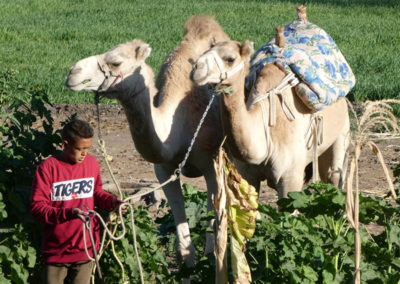 Los camellos de la suerte los tenemos siempre cerca.