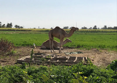 Los camellos del Marsam pasan el día junto a nuestra versión del jardín de la dinastía XII.