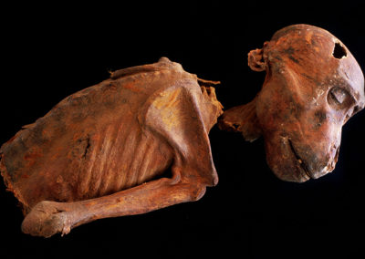 Momia de un mono, probablemente de la dinastía XVIII, hallada entre la tumba de Djehuty y la de Hery