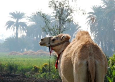 Uno de los camellos de Klaus junto al Marsam.