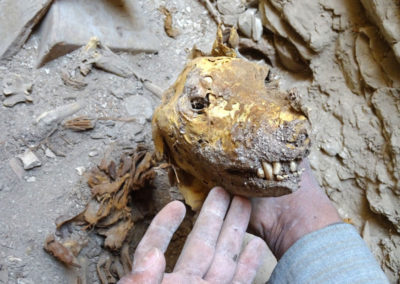 Perro momificado que ha aparecido en el pozo que excava David.