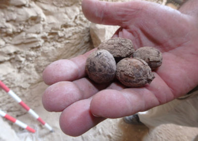 Semillas recuperadas dentro de la tumba de la dinastía XII que excava Carlos.