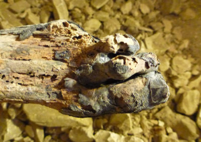 Pie de una momia desmembrada, fracturada y parcialmente quemada en la cámara sepulcral.