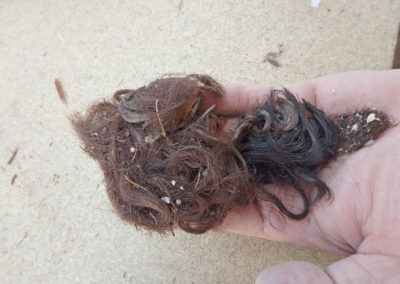 Mechón de pelo con extensiones hallado en la cámara sepulcral del pozo que excavó el mudir.