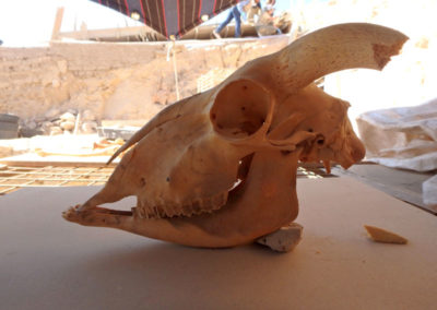 Cráneo del carnero que Kristian halló el año pasado y ahora en proceso de estudio.