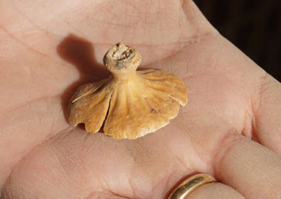 Leonor y Guillem han hallado una cápsula de una amapola de opio entre los restos botánicos de uno de los pozos excavados.