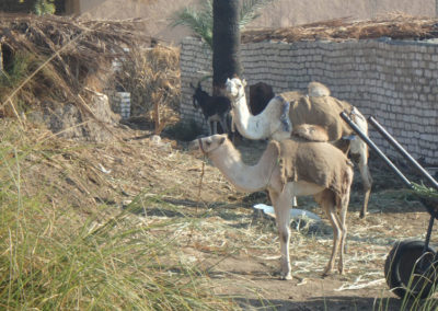 Camellos junto a las casas del valle.