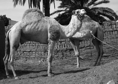 Camellos junto al Marsam.