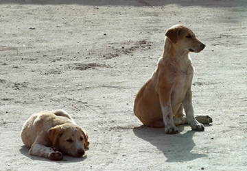 Perros a la entrada del Marsam.