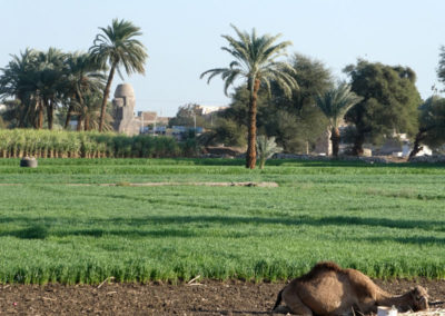 Vista desde la terraza del Marsam: camello y coloso entre las palmeras.