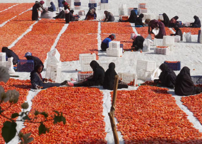 Secando tomates junto a los Colosos de Memnón.
