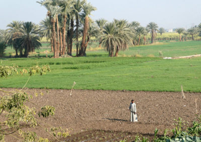 Campos de cultivo junto al Marsam.