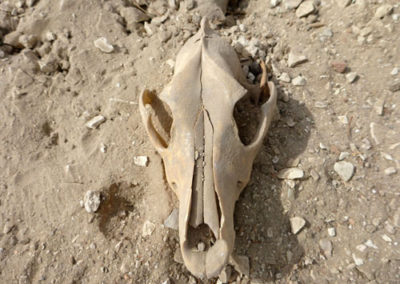 Cráneo de un cánido hallado en el área que excava Ibrahim.