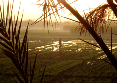 Campos de arroz inundados, vistos desde el patio del Marsam.