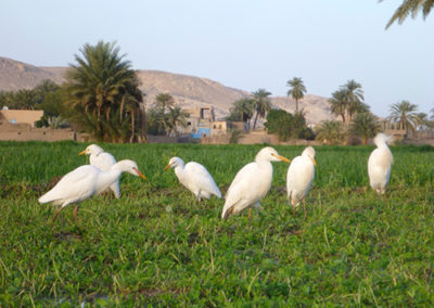 Garzas del Nilo en los campos inundados junto al Marsam.