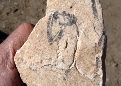 Ostracon de caliza con el dibujo de un babuino.