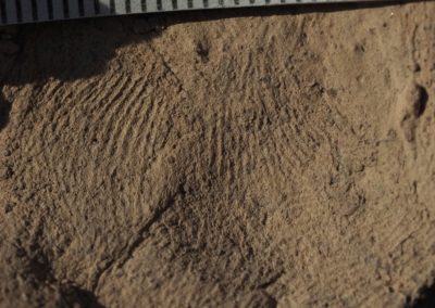 Huella dactilar de un antiguo egipcio en un fragmento de cerámica