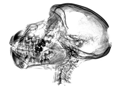Escaneo de la momia de mono